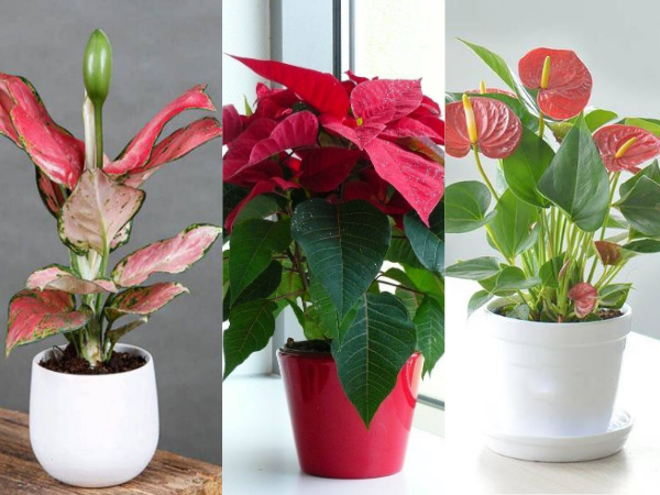 Tuổi Dần hợp với cây gì